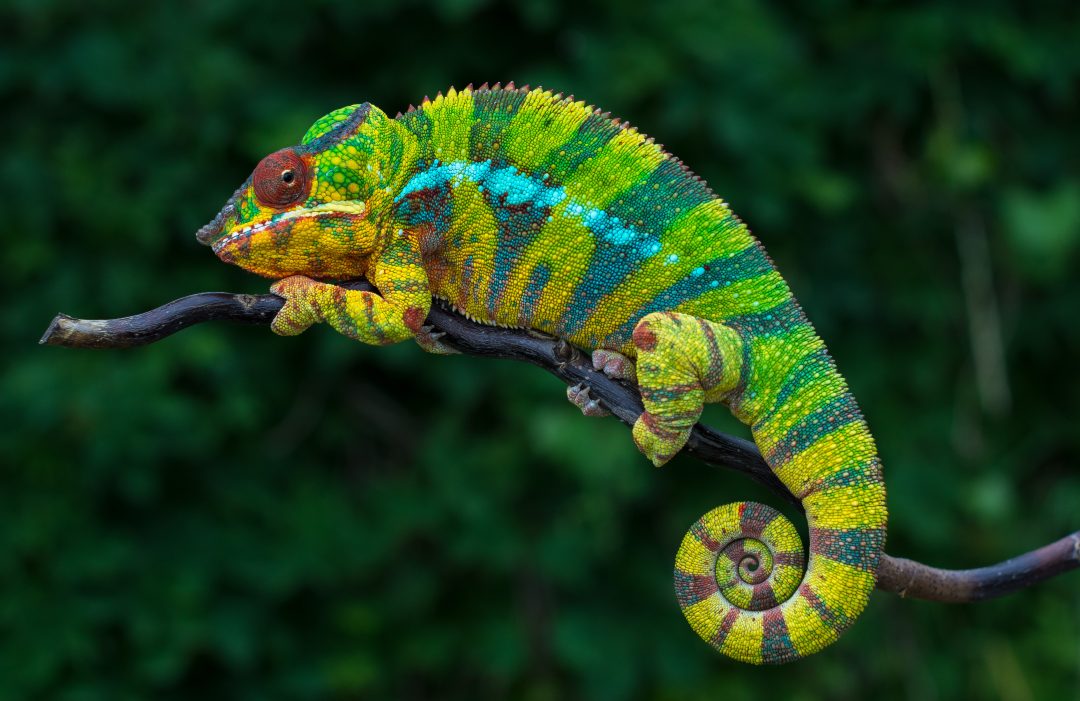 Is Your Chameleon Too Skinny? Symptoms, Causes, Treatment - Reptile Craze