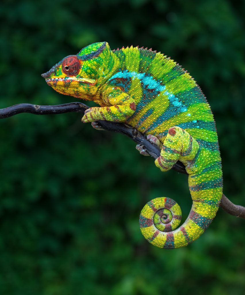 dying symptoms in chameleons