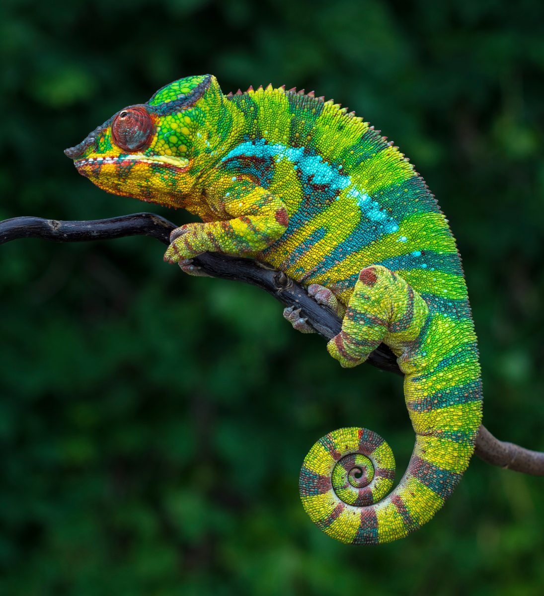 Tail Rot In Chameleons: Identification, Causes & Treatment - Reptile Craze