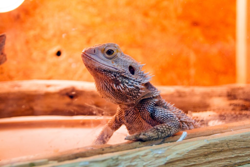 how long do bearded dragons brumate?