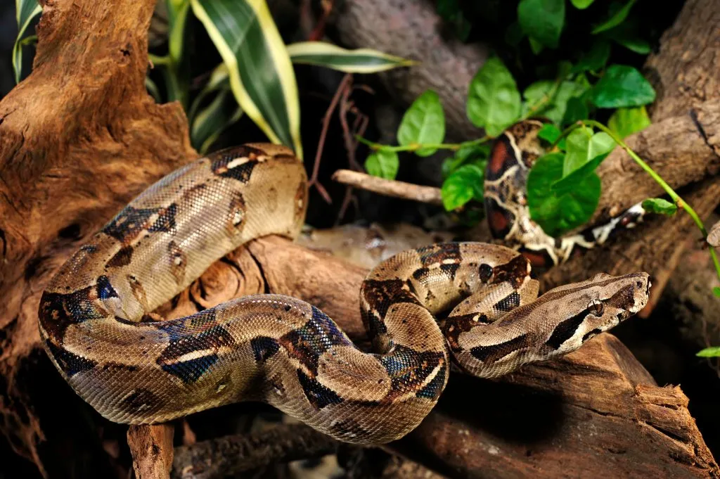 Boa Constrictor tank setup