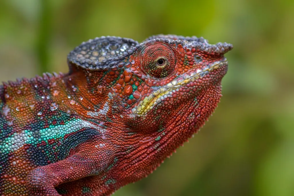 How long does it take to rehydrate a chameleon?