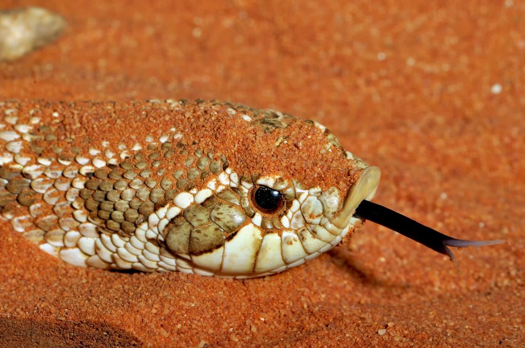 hognose snake substrate