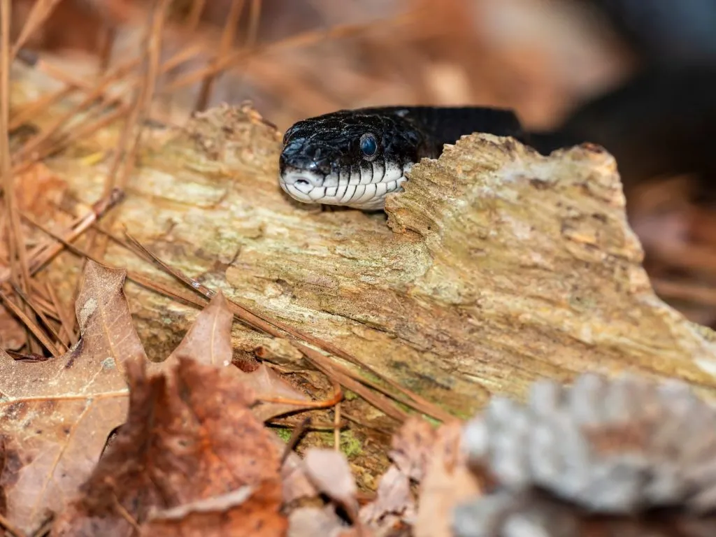 black rat snake breeding