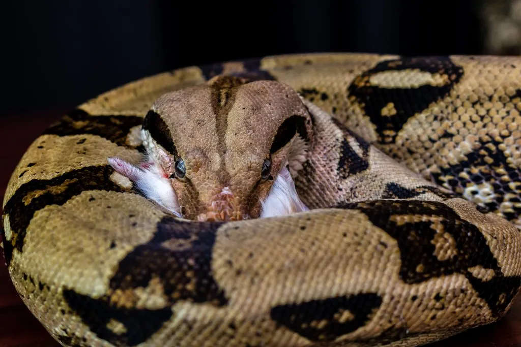 Boa Constrictor diet