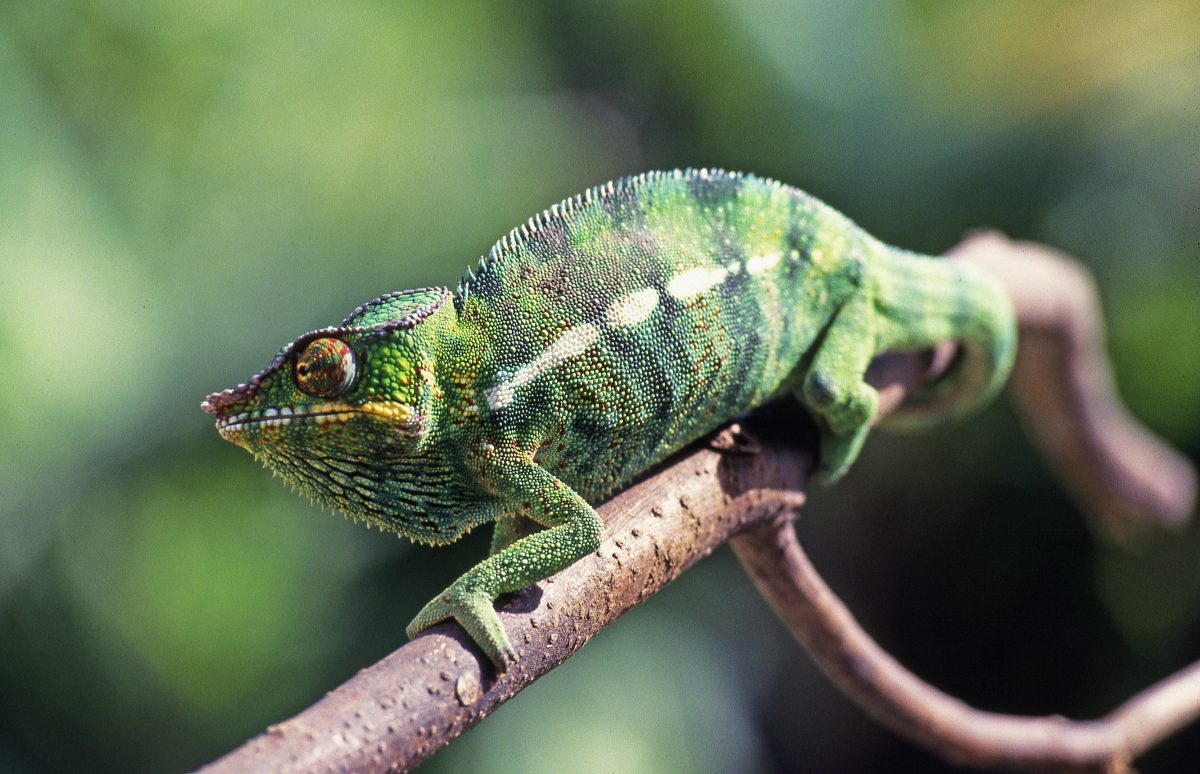 Do Chameleons Need Light, UVB, Or Heat At Night? - Reptile Craze