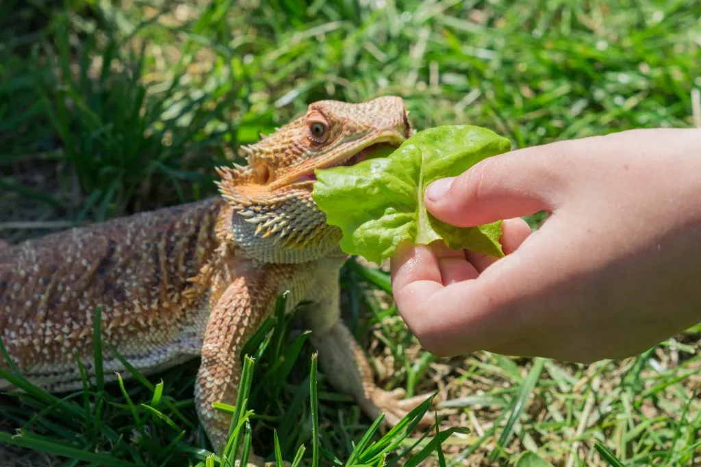 big belly in bearded dragon