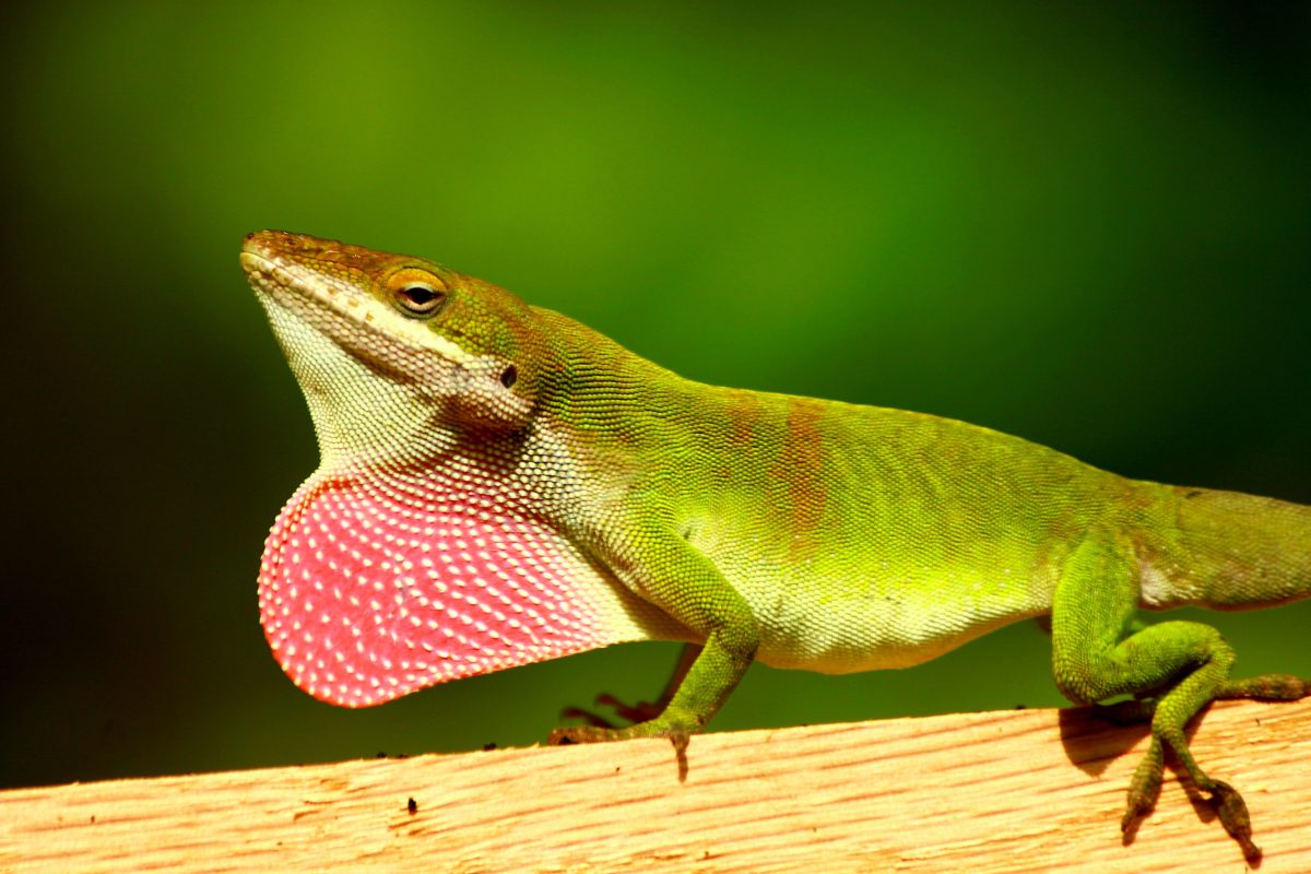 The 6 Best Tank Mates For Green Anoles - Reptile Craze