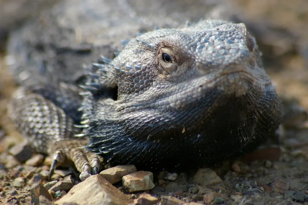 aggression in bearded dragons