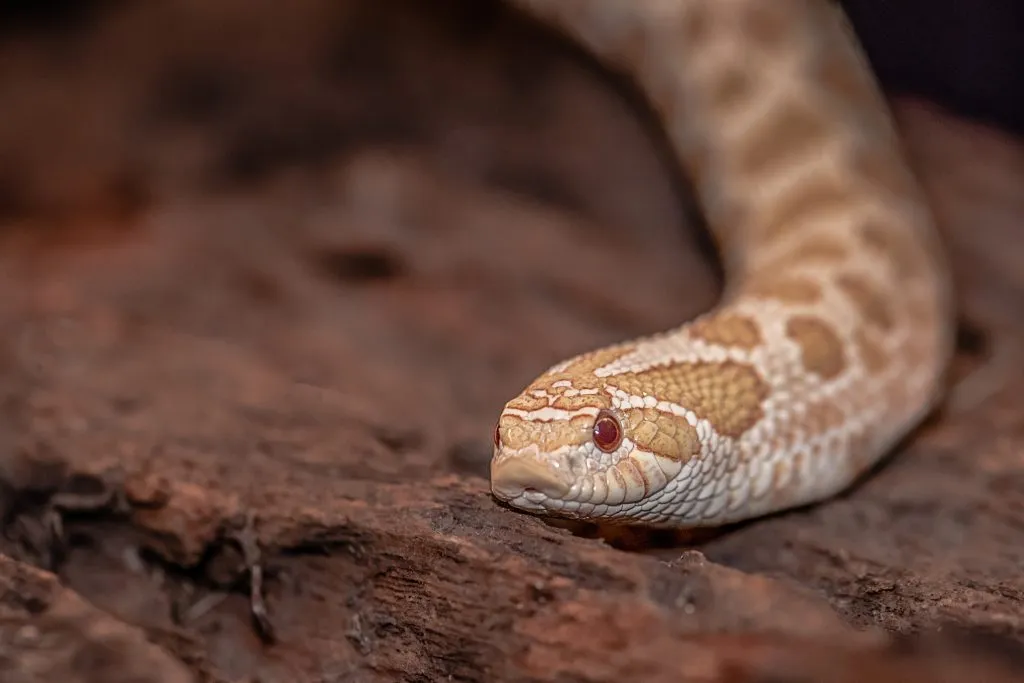 lighting for hognose snakes