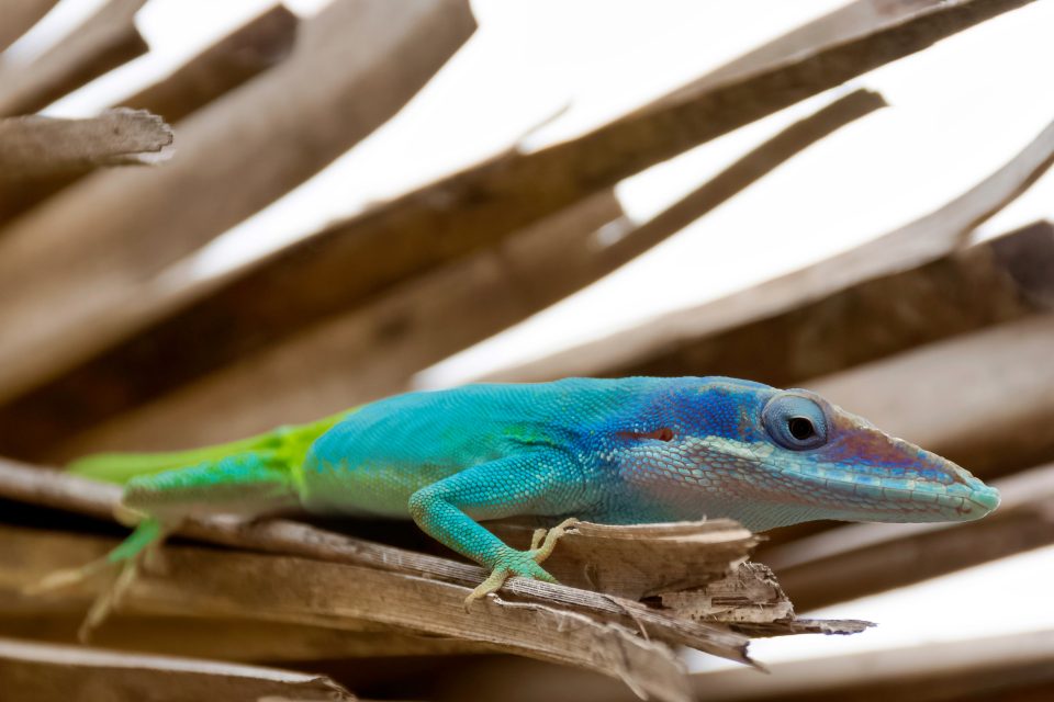 Blue Green Anoles: Everything You Need To Know - Reptile Craze