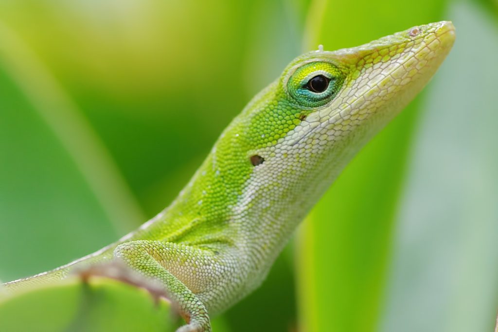 how to tame a green anole?