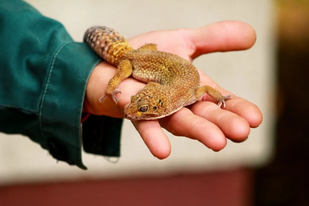 can you handle a leopard gecko after eating