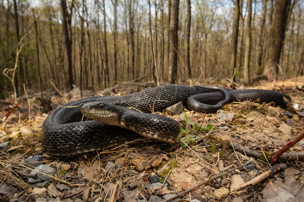 are black rat snakes hard to care for?