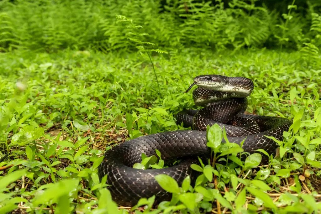 black rat snake substrate