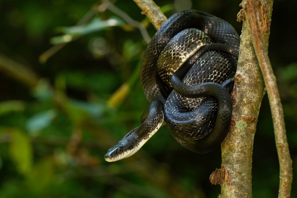 black rat snake diet