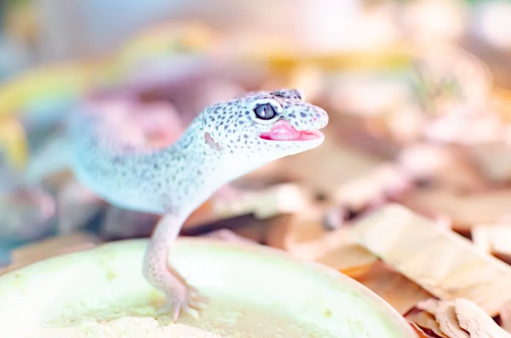 what does it mean when a leopard gecko opens its mouth wide