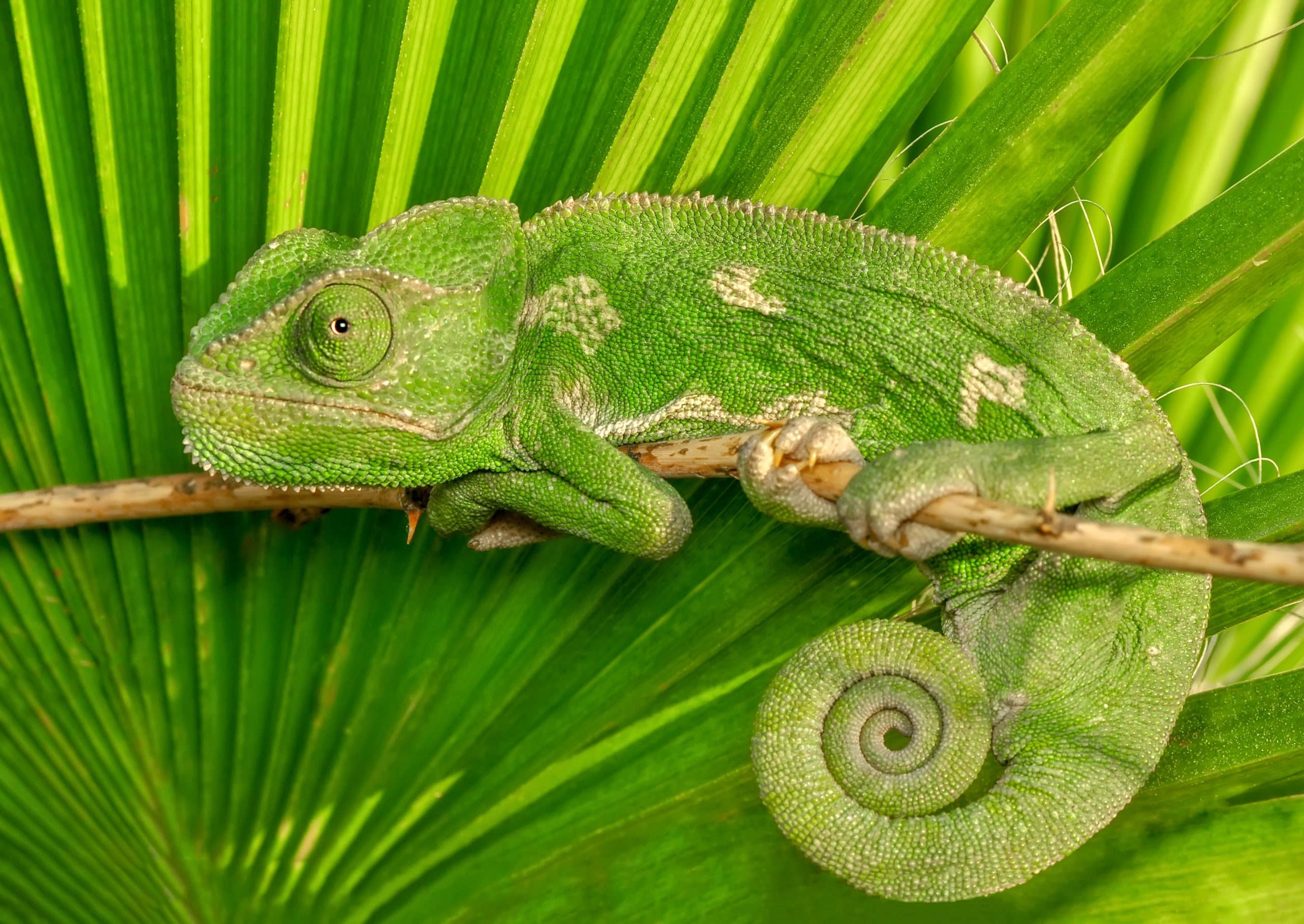 Is Your Chameleon Too Skinny? Symptoms, Causes, Treatment - Reptile Craze