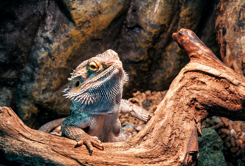 Do bearded dragons need a heat lamp or a heat rock?