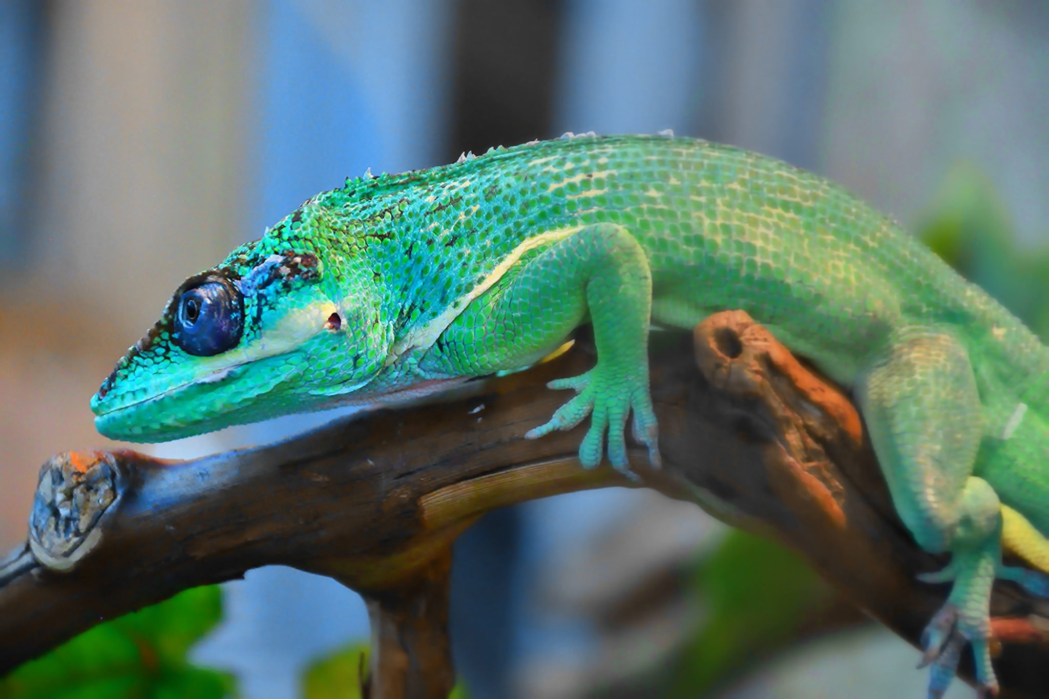 Blue Green Anoles: Everything You Need To Know - Reptile Craze