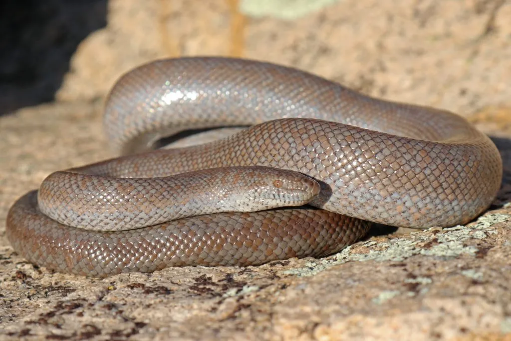 rosy boa diet