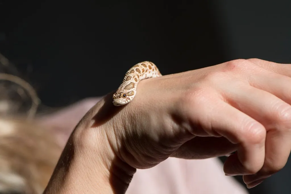 are western hognose snakes good pets?