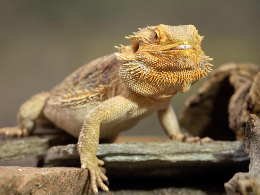 bearded dragon poop white and brown