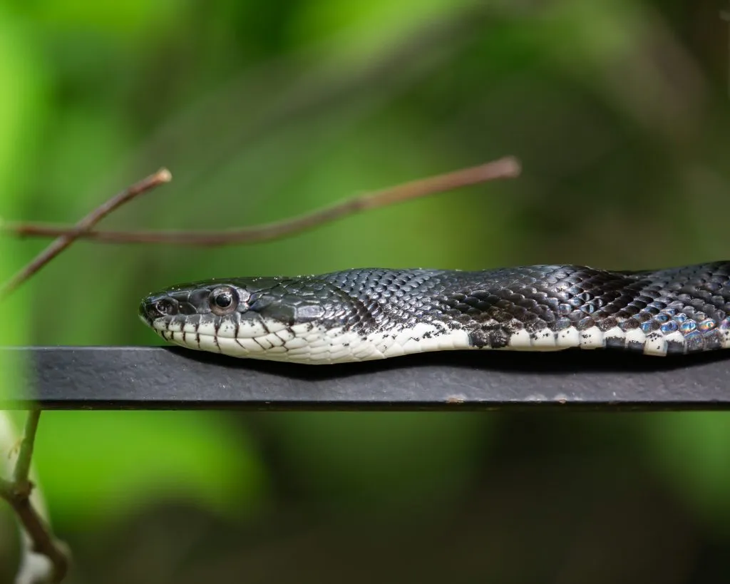 black rat snake care guide