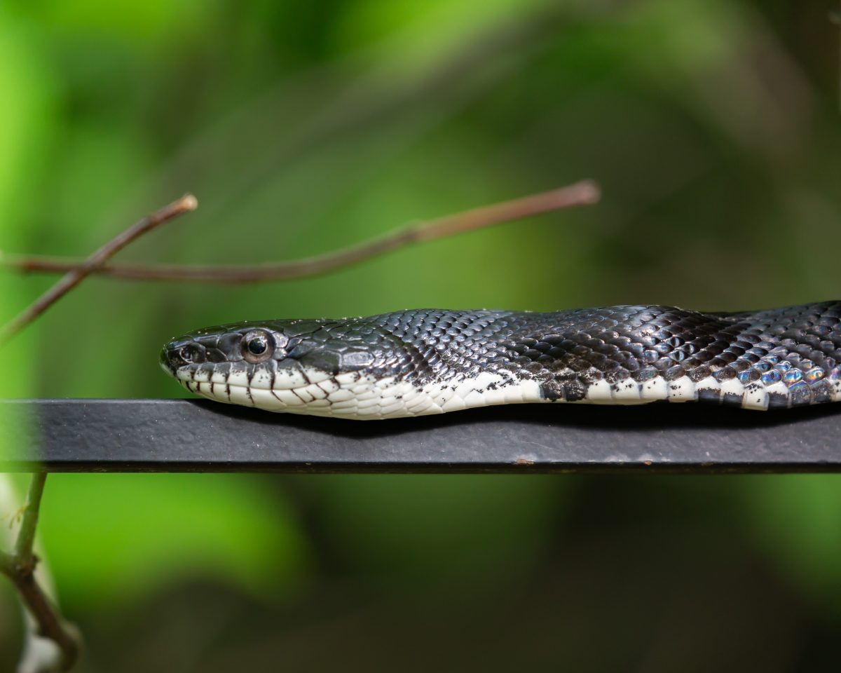 The Ultimate Black Rat Snake Care Guide Reptile Craze