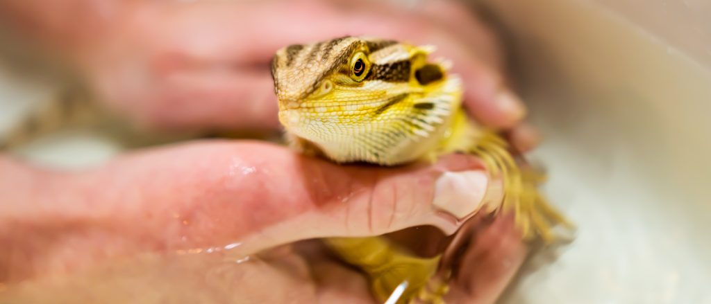 How do you unblock femoral pores on a bearded dragon?