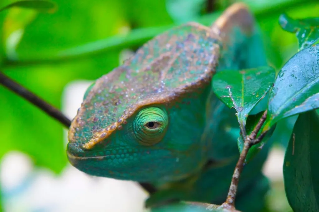 How do you know if a chameleon is dehydrated?