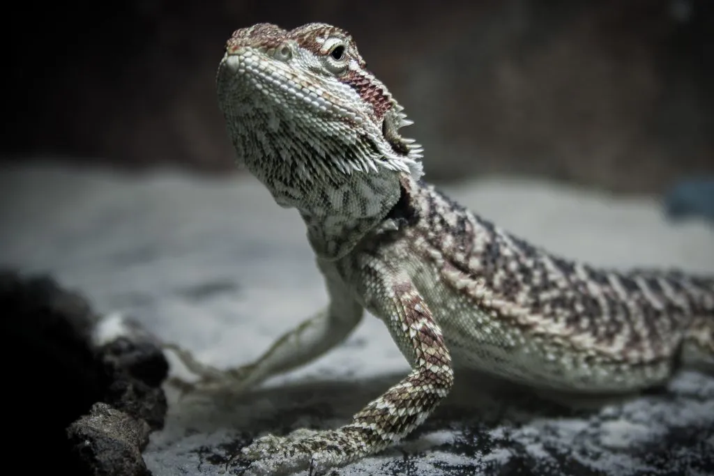 young beardie