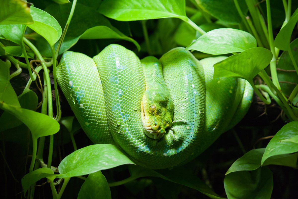 10 Reasons Why Your Snake Is Not Eating And How To Help - Reptile Craze