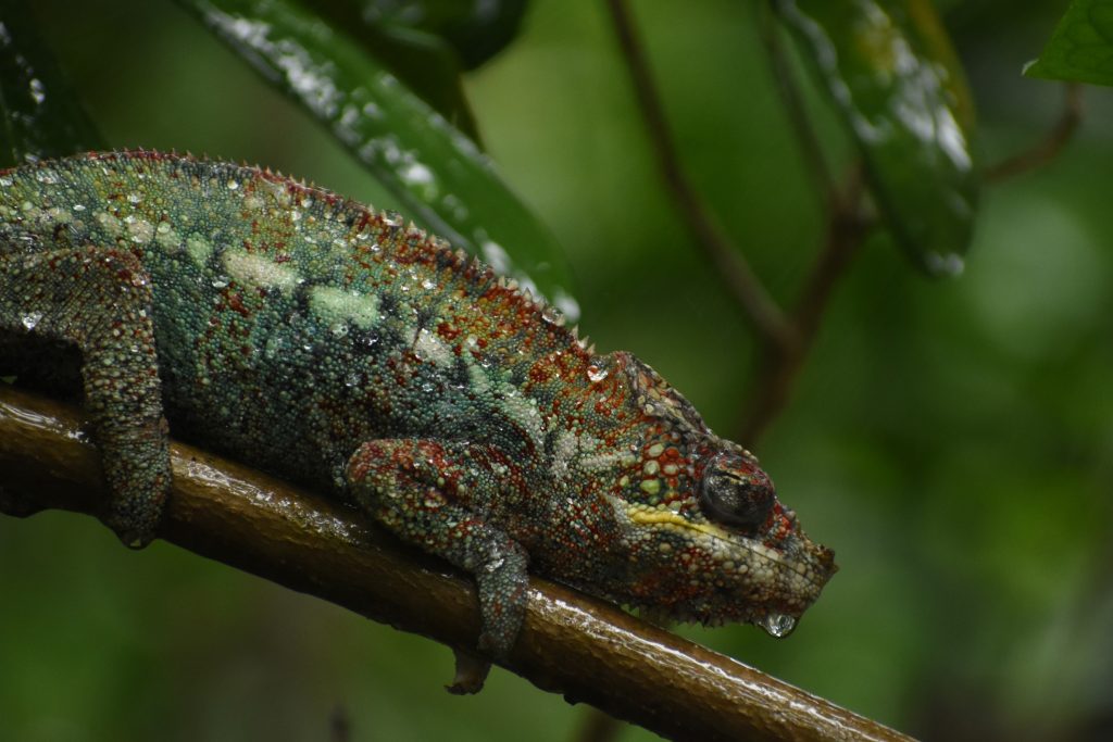 Can chameleons hydrate through their skin?