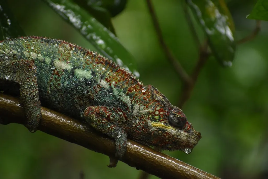 Can chameleons hydrate through their skin?