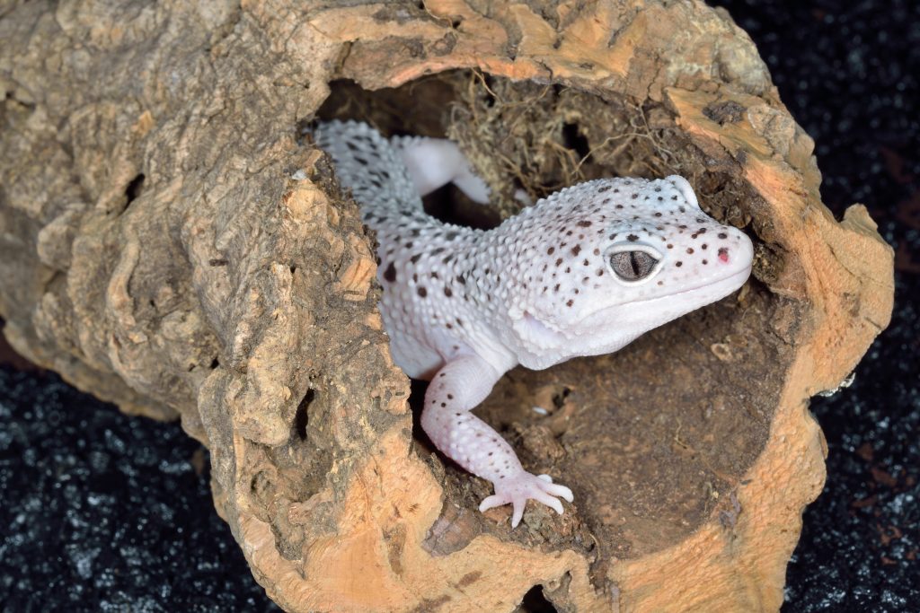 How can you tell if your leopard gecko is pregnant?