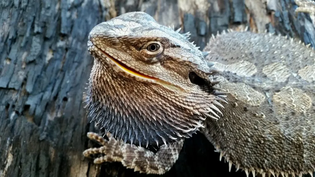 Why is my bearded dragon always lying flat?