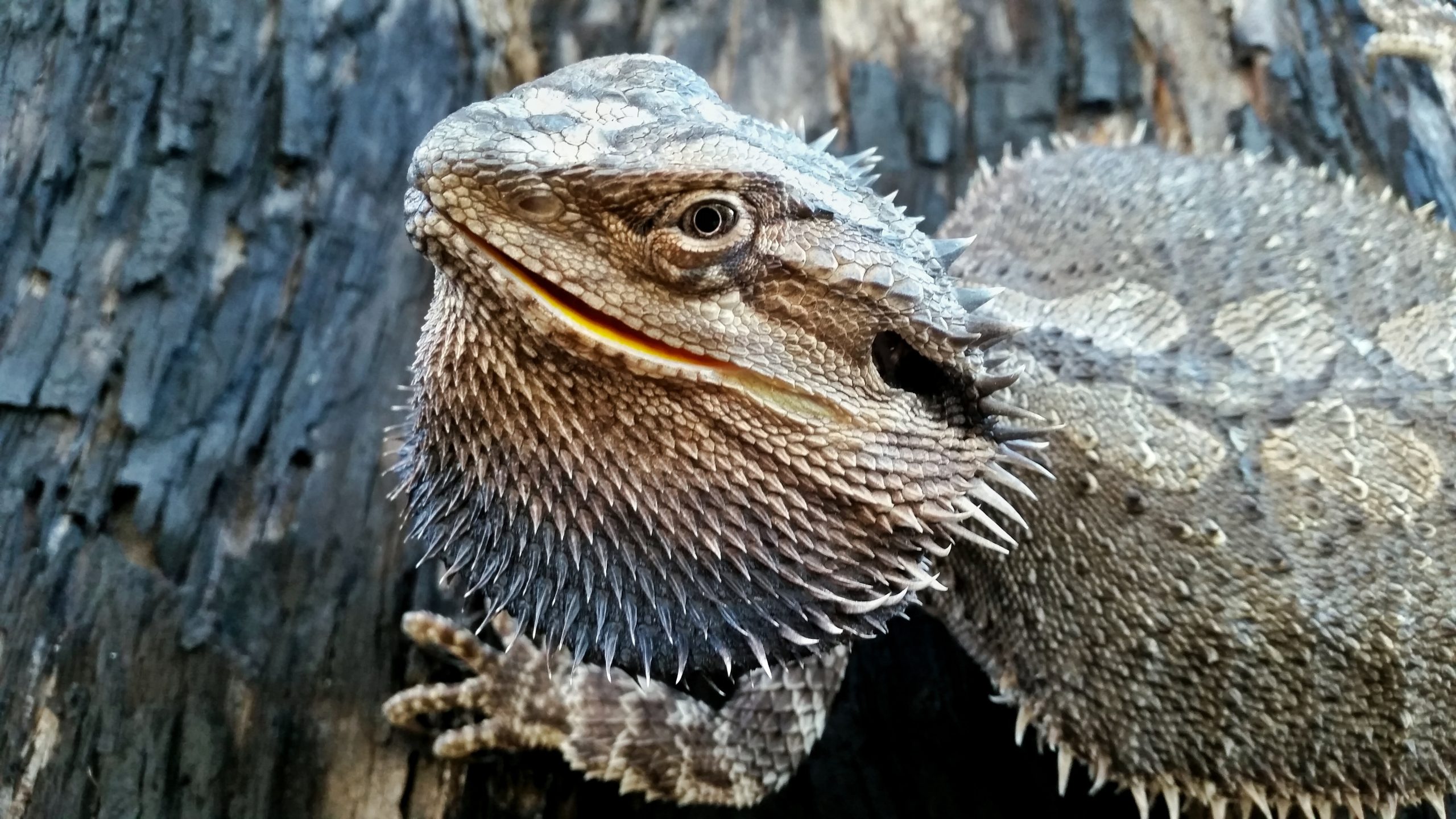 Why Your Bearded Dragon Is Laying Flat (Pancaking Explained) Reptile