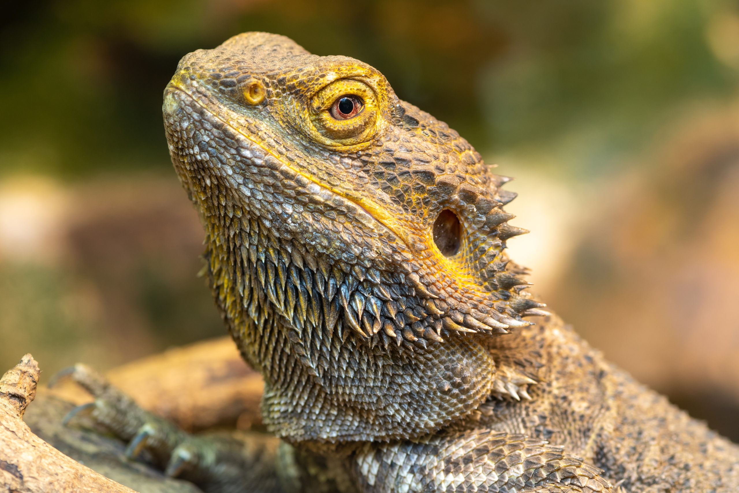 how-long-can-you-leave-a-bearded-dragon-alone-reptile-craze