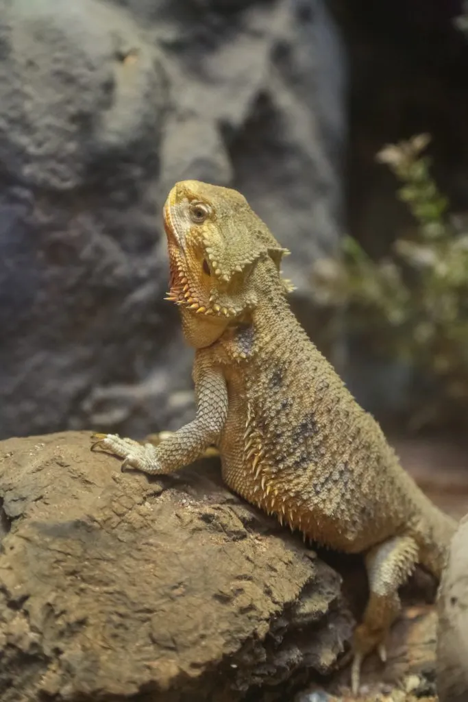 bearded dragon standing on back legs