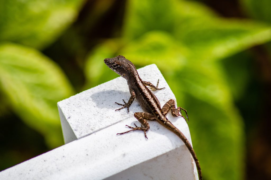 brown anole