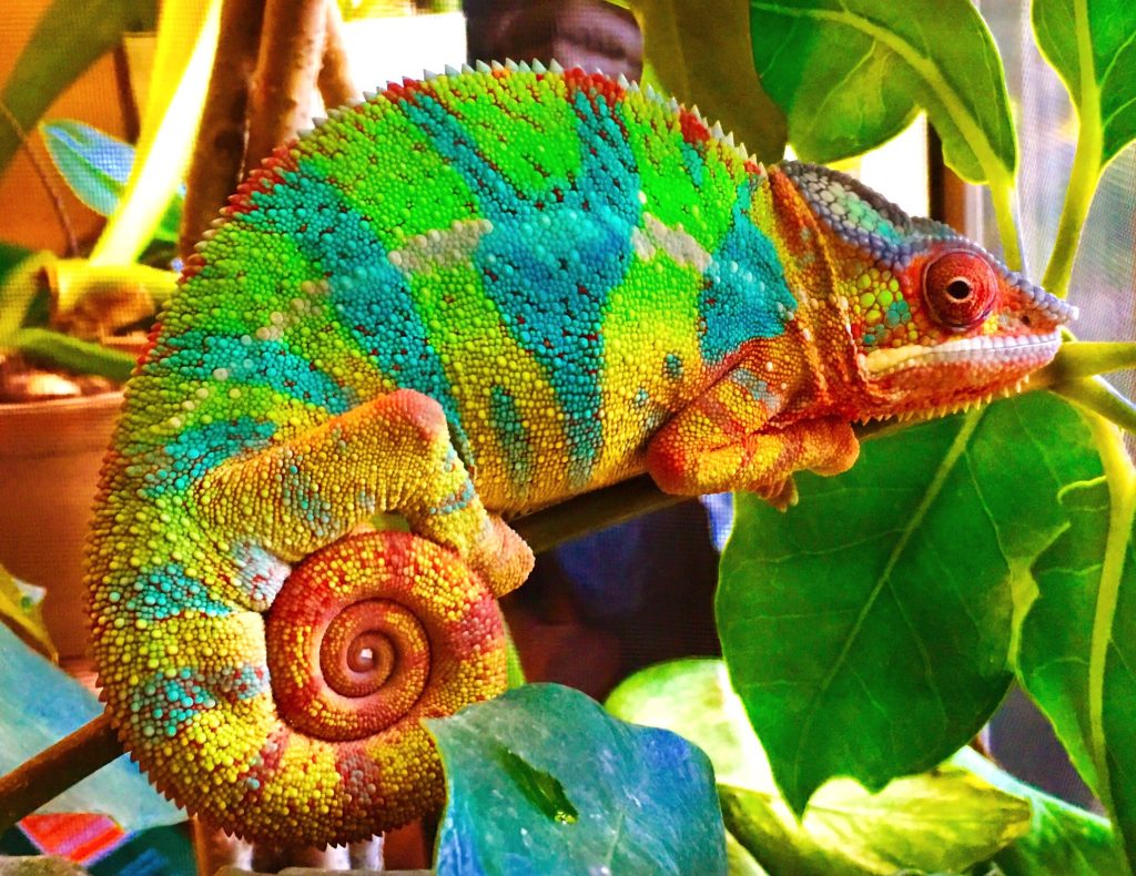 what causes gout in chameleons