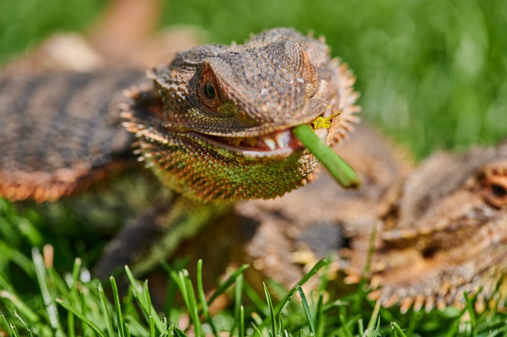 Can bearded dragons eat dairy?