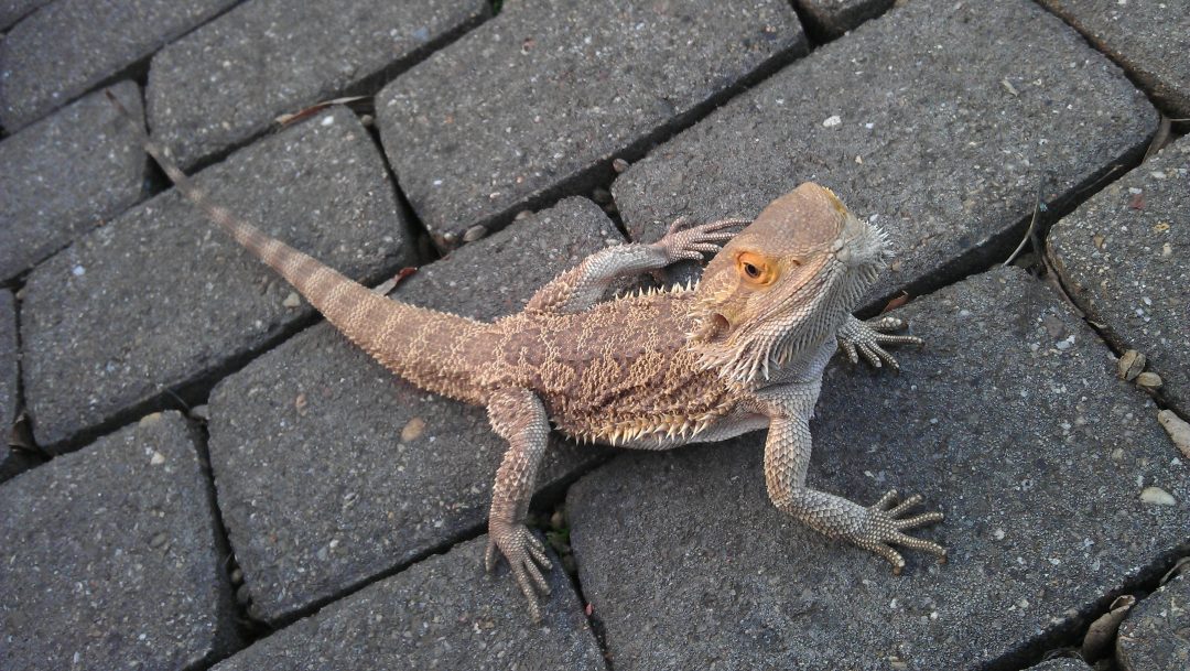 how-long-can-you-leave-a-bearded-dragon-alone-reptile-craze