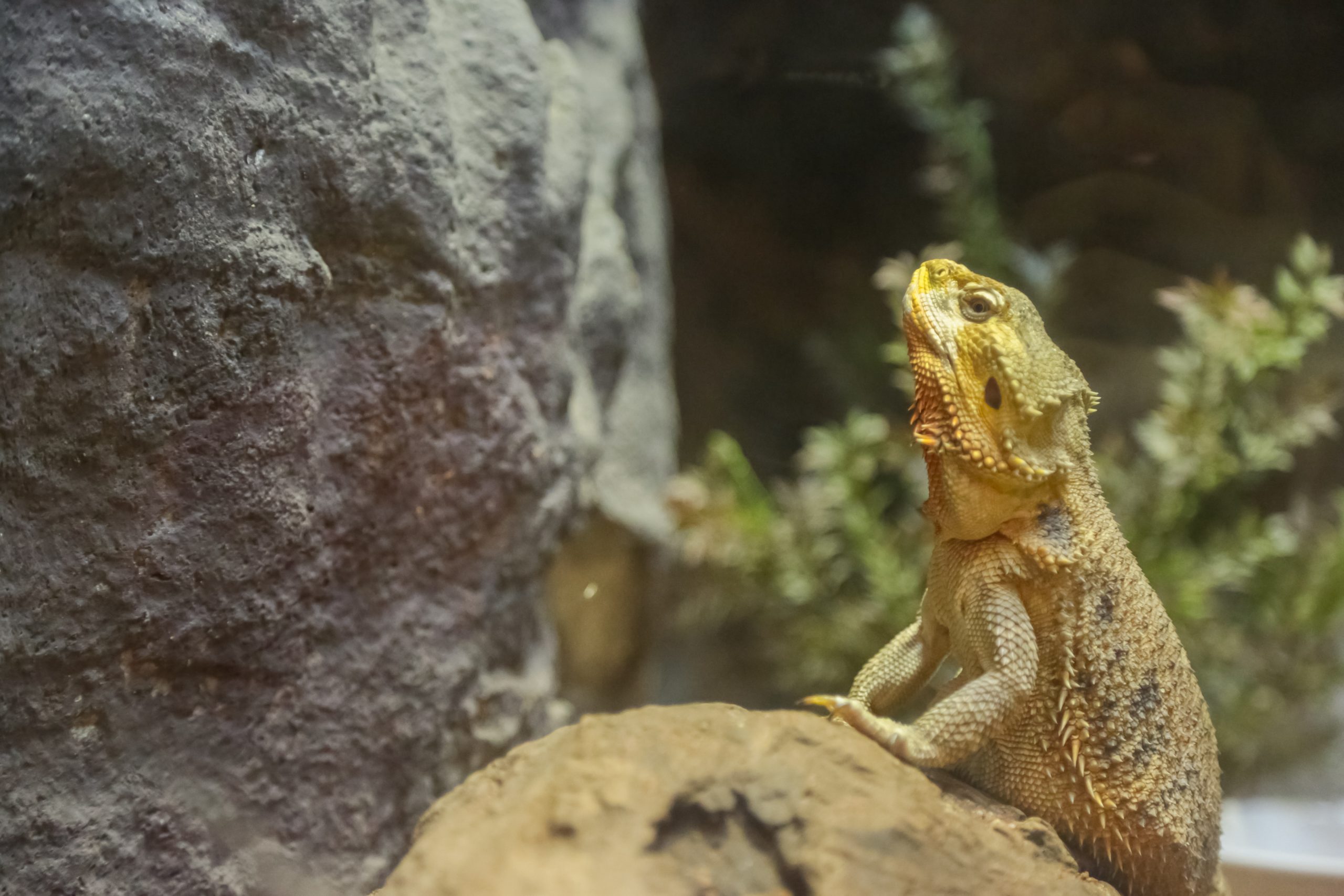 Clogged Femoral Pores In Bearded Dragons: Do This! - Reptile Craze