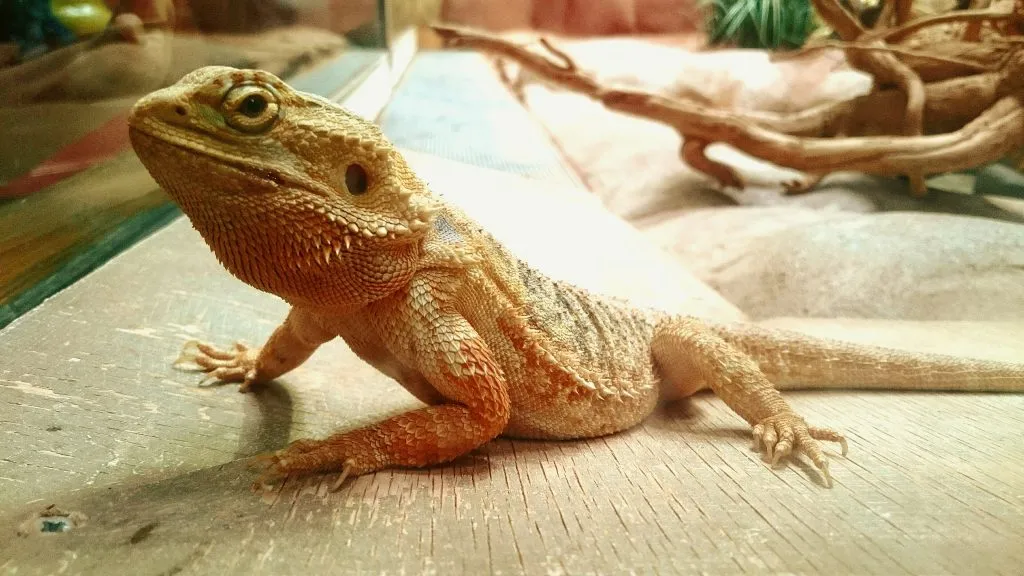 Do bearded dragons hide when scared?