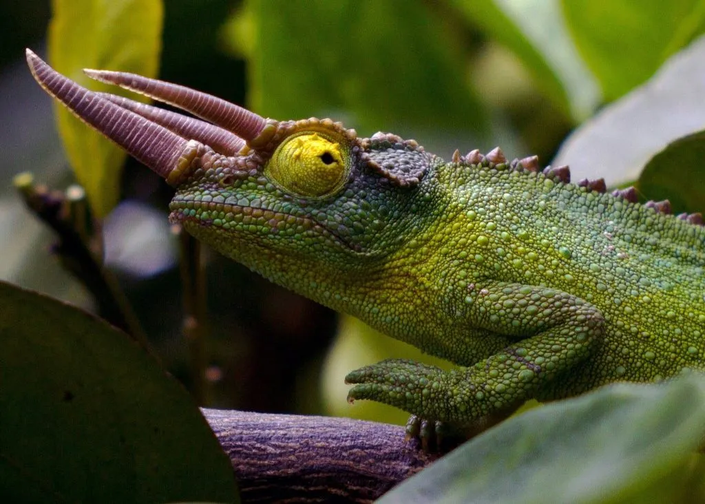 why is my chameleon dying?