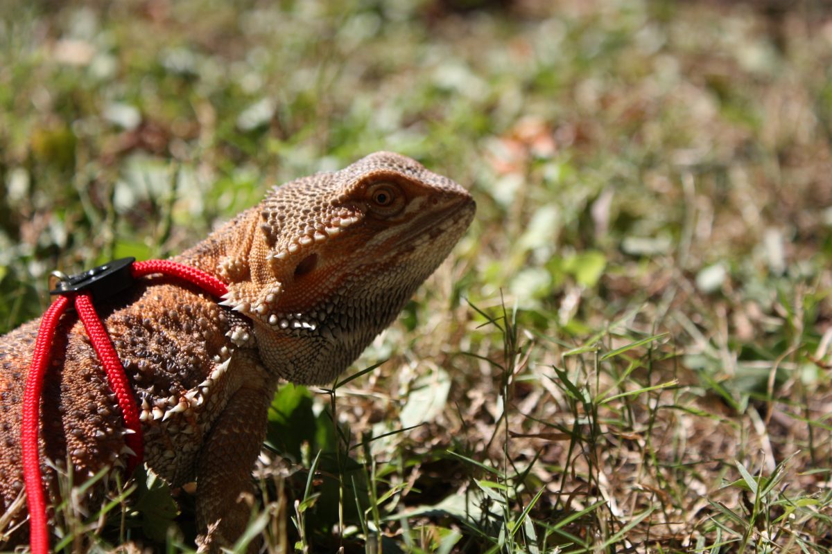 how-long-can-you-leave-a-bearded-dragon-alone-reptile-craze