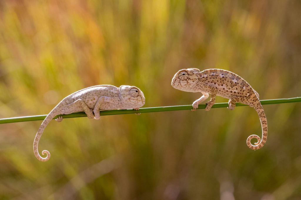 why does my chameleon keep falling?