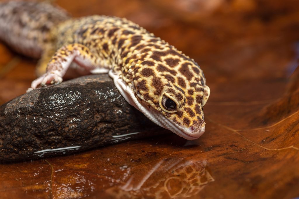 Can leopard gecko get pregnant without a partner?